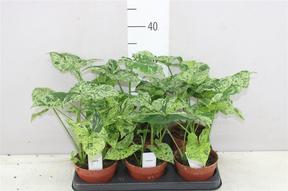 Syngonium Mottled