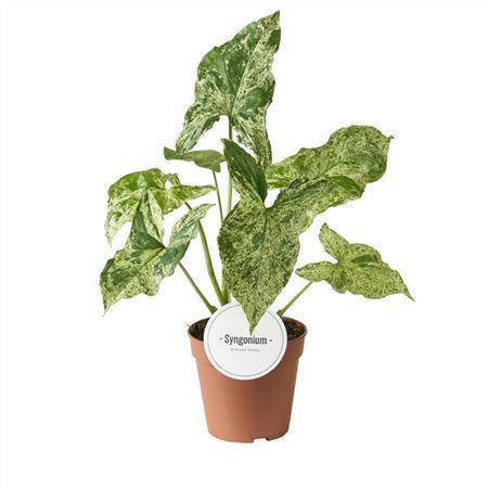 Syngonium Mottled