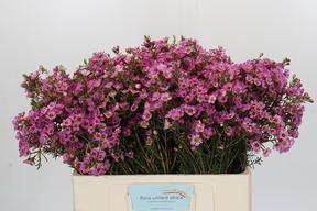 Chamelaucium adi