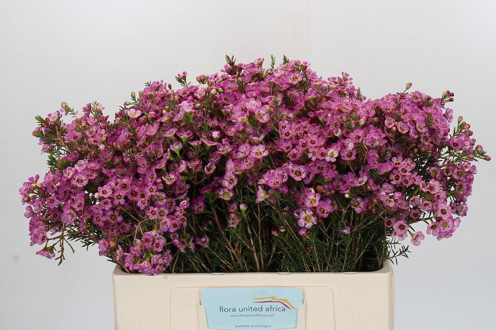 Chamelaucium adi