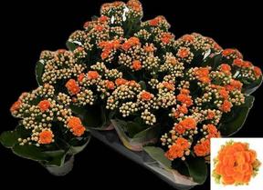 Kalanchoe mini Agnes