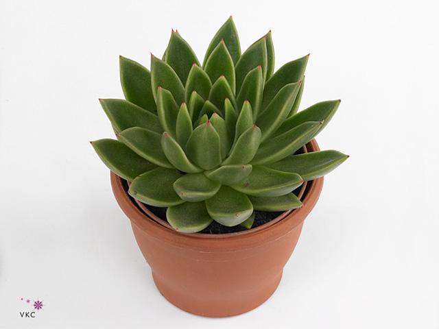 Echeveria mix bedýnka