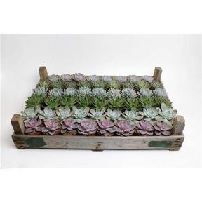 Echeveria mix bedýnka
