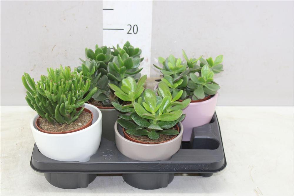 Crassula mix keramika
