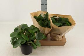 Pilea peperomiodes