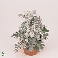 Senecio cineraria