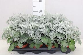 Senecio cineraria