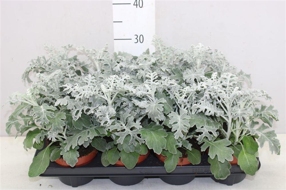 Senecio cineraria