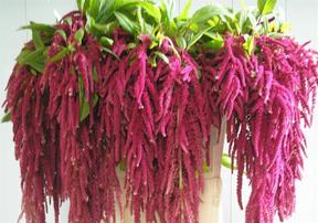 Amaranthus love lies bleeding