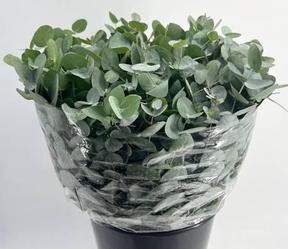 Zeleň - eucalyptus mix per bos