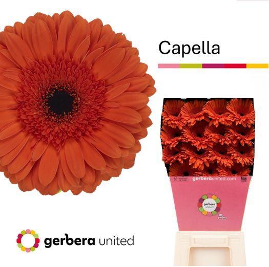 Gerbera diamond capella