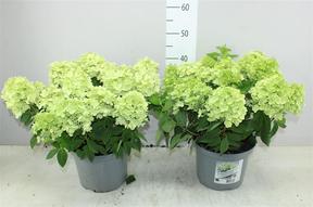 Hydrangea paniculata Panflora
