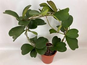 Hoya kerrii