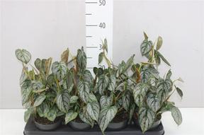 Philodendron Brandtianum