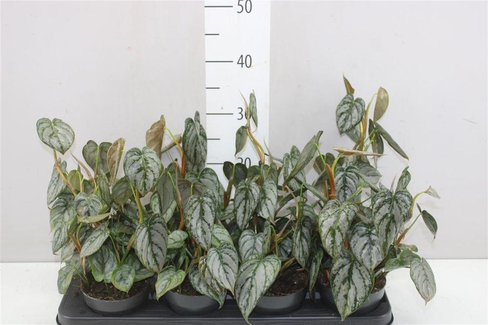 Philodendron Brandtianum