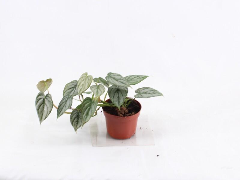 Philodendron Brandtianum