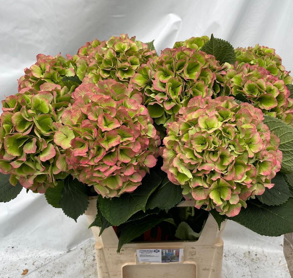 Hydrangea verena classic