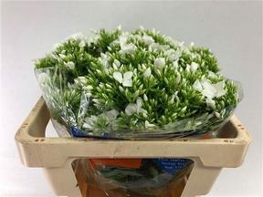 Phlox whitecap