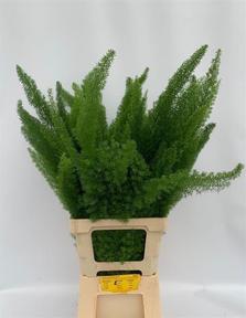 Zeleň - asparagus meyerii