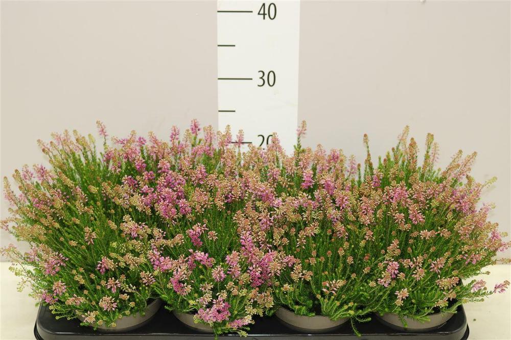 Erica spiculifolia