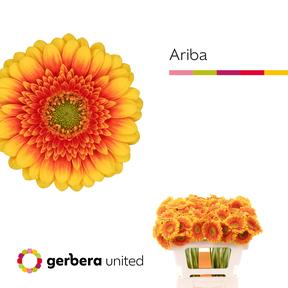 Germini plastic ariba