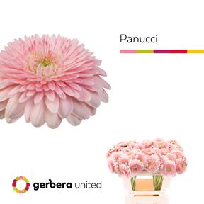 Germini plastic pomponi panucci
