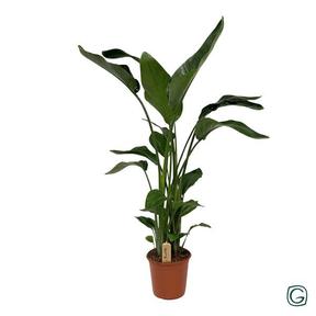 Strelitzia Nicolai