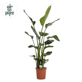 Strelitzia Nicolai