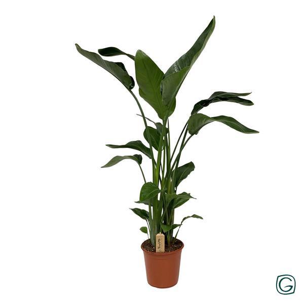 Strelitzia Nicolai