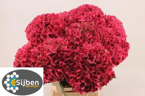 Hydrangea mag pink ruby