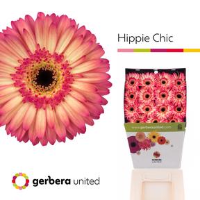 Gerbera diamond hippie chic