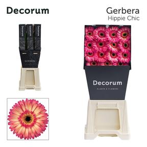 Gerbera diamond hippie chic
