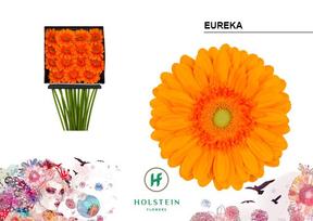Gerbera diamond eureka