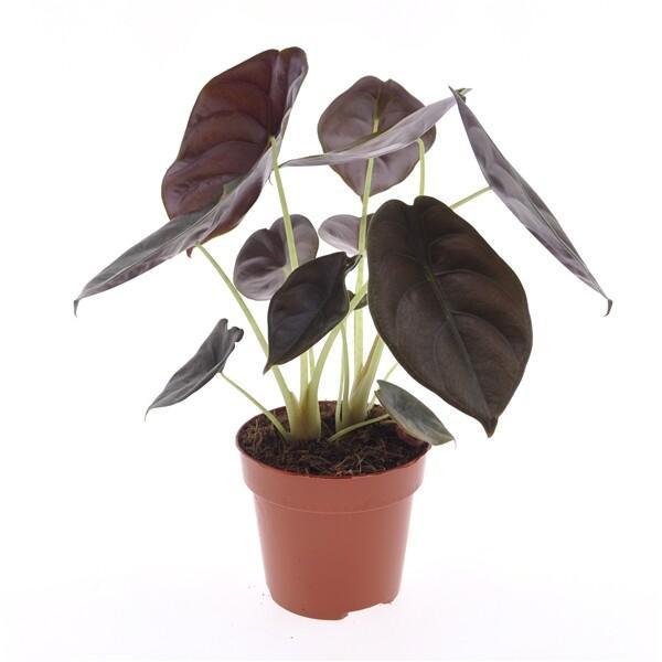 Alocasia Red Secret