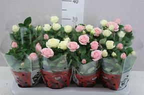 Rosa Amorosa Trio