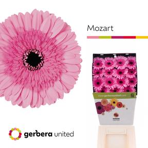 Gerbera diamond mozart