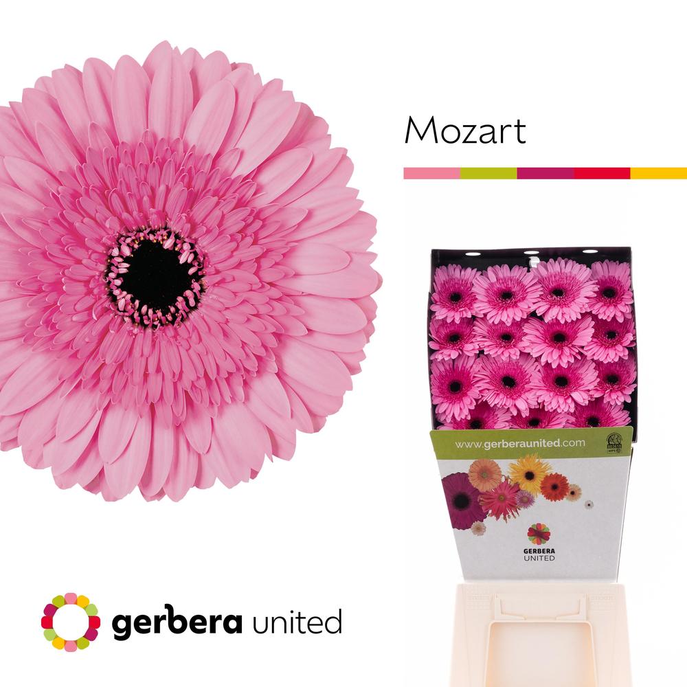 Gerbera diamond mozart