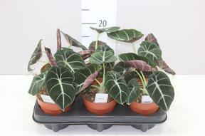 Alocasia Black Velvet