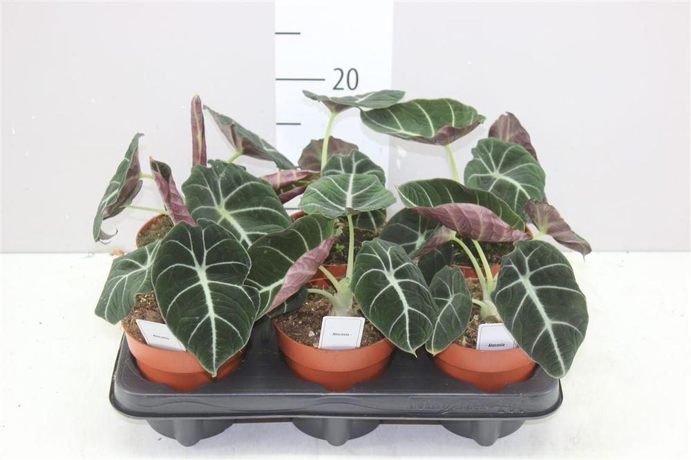 Alocasia Black Velvet