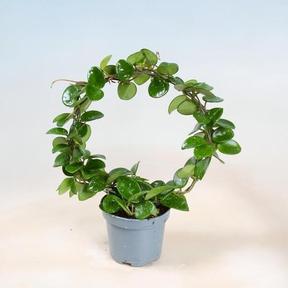 Hoya cumingiana kruh