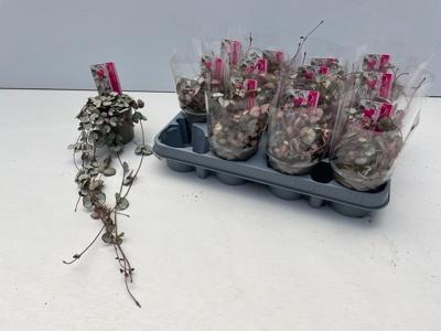 Ceropegia Silver Glory