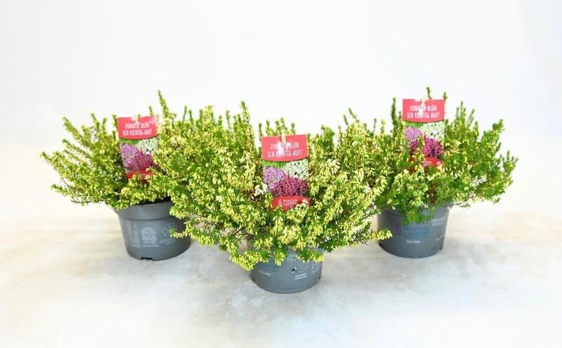 Erica arborea