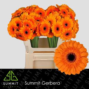 Germini plastic madison