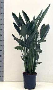 Strelitzia reginae