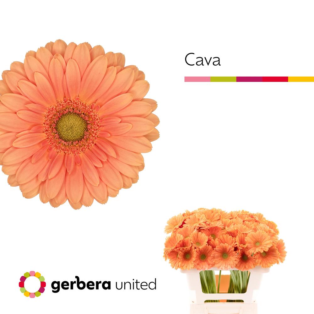 Germini plastic cava