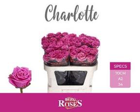 Rosa gr charlotte