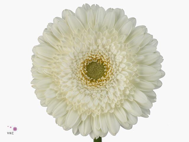 Gerbera diamond terra icy