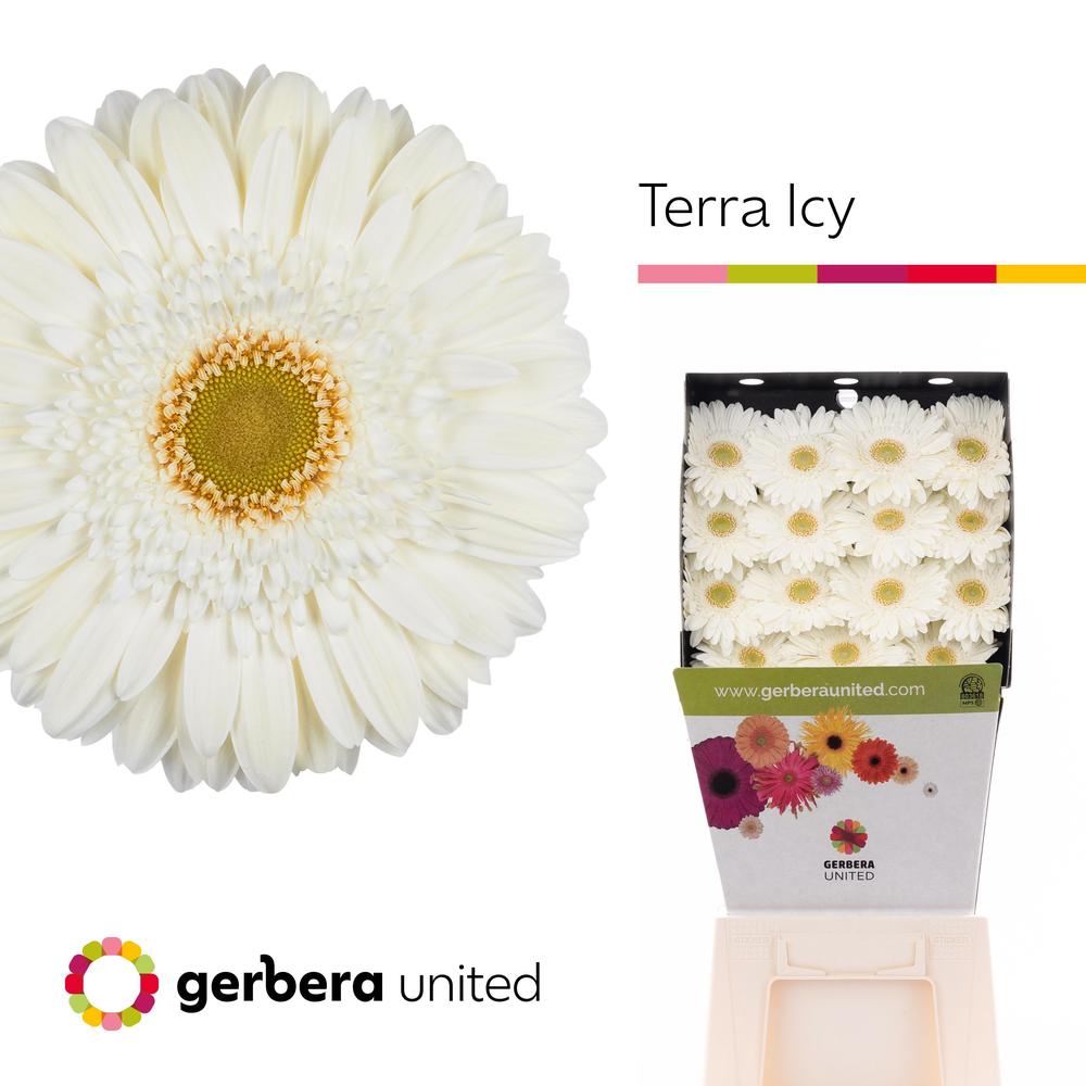 Gerbera diamond terra icy