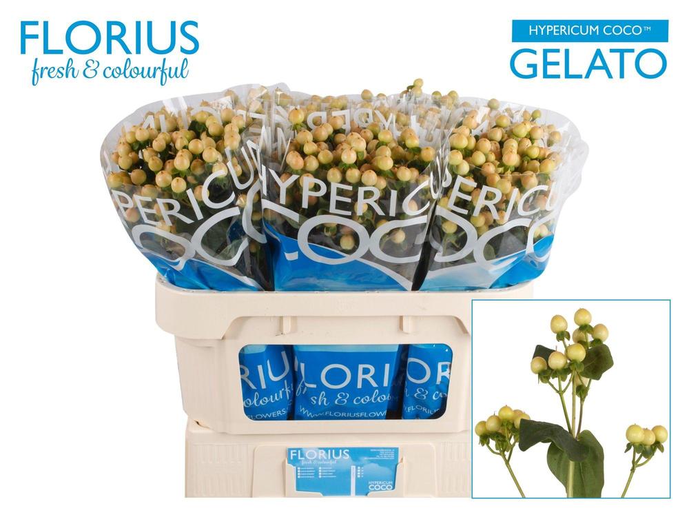Hypericum coco gelato