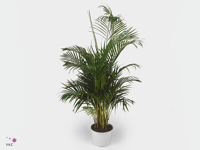 Chrysalidocarpus